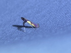 Caloptilia bimaculatella