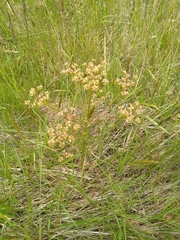 Anisotome filifolia