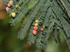 Austroacacidiplosis botrycephalae