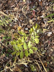 Astragalus frigidus