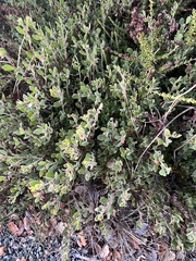 Arctostaphylos pumila
