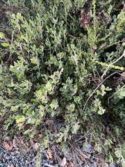 Arctostaphylos pumila
