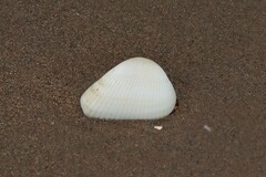 Arcoidea