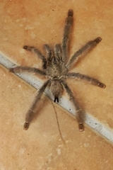 Psalmopoeus pulcher