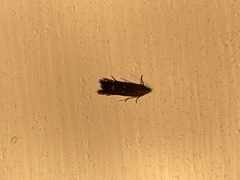 Aproaerema anthyllidella