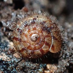 Neophenacohelix ziczac