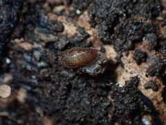 Neophenacohelix ziczac