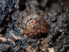 Neophenacohelix ziczac