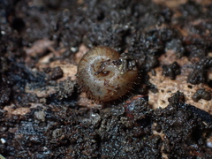 Neophenacohelix ziczac