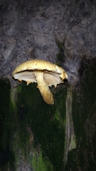 Fungi