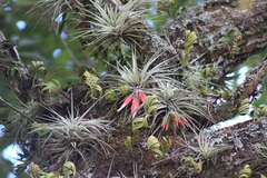 Tillandsia matudae