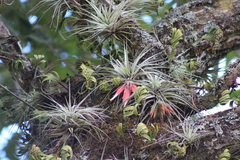 Tillandsia matudae