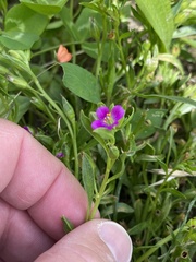 Calandrinia menziesii
