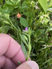 Calandrinia menziesii