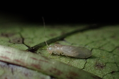 Caeciliusidae