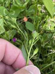 Calandrinia menziesii