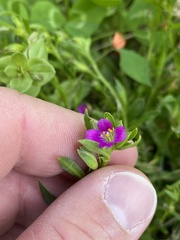 Calandrinia menziesii