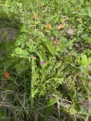 Calandrinia menziesii