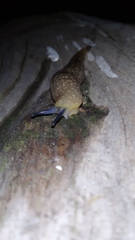 Limacus
