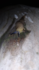 Limacus