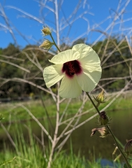 Hibiscus diversifolius diversifolius