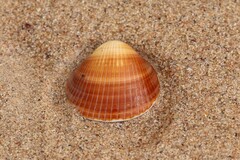 Arcida