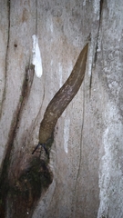 Limacus