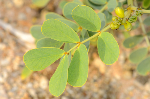 Senna holosericea image