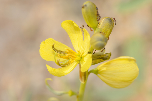 Senna holosericea image