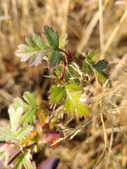 Rosaceae
