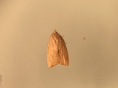 Coelostathma discopunctana