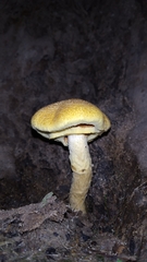 Fungi