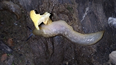 Fungi