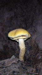 Fungi