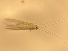 Chrysopa nigricornis