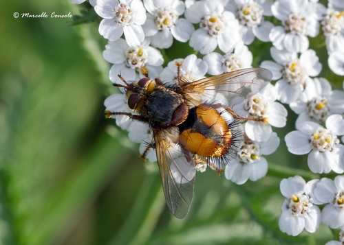 Igelfliege