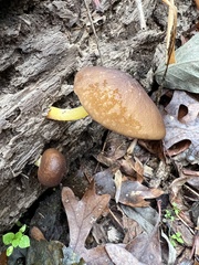 Pluteus romellii