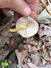 Pluteus romellii