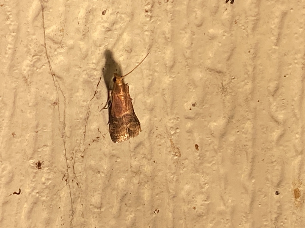 Broad-banded Eulogia Moth