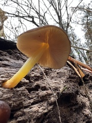 Pluteus romellii