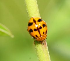 Harmonia octomaculata