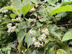 Montanoa