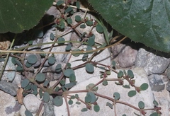 Euphorbia simulans