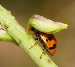 Harmonia octomaculata