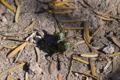 Campylacantha olivacea