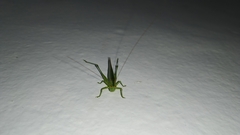 Conocephalus longipes