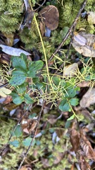 Ostericum tenuifolium