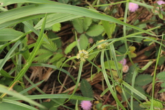 Cyperus aromaticus