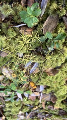 Ostericum tenuifolium