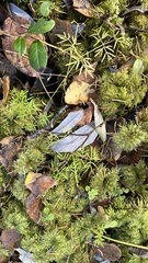 Ostericum tenuifolium